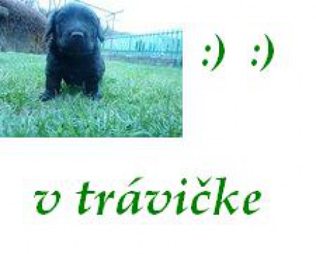 este raz v záhradke.jpg